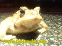 /home//u458753944/public_html/sourcegallery//////////////////////Roxborough Toad Detour/2023/2023-04-01/P4010656.JPG
